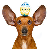 easter bunny dog with egg