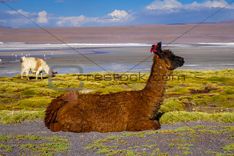 Lamas herd in Laguna colorada, sud Lipez Altiplano reserva, Boli