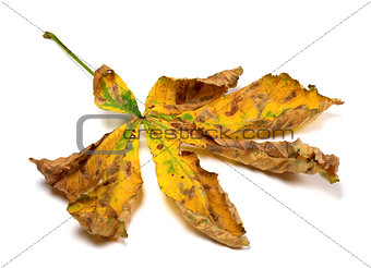 Dry autumn leaf of chestnut