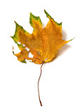 Autumn dried multicolor maple leaf with holes
