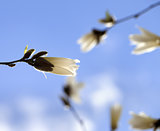 Buds of blooming magnolia and blue sky