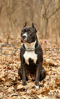 Staffordshire bull terrier sitting in autumn forest