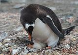 Gentoo Penguin on the nest