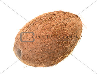 coconut in studio