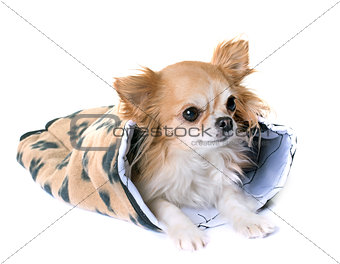 chihuahua in cushion