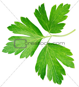Garden parsley herb (coriander) leaf isolated on white