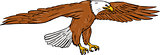 Bald Eagle Swooping Drawing