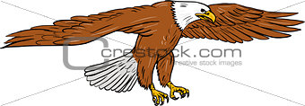 Bald Eagle Swooping Drawing