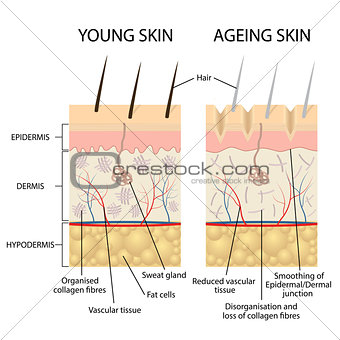 Young and older skin.
