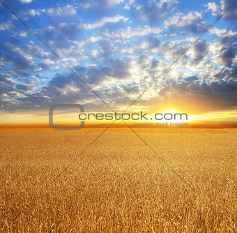 Field of wheat, beautiful sunset, clouds.