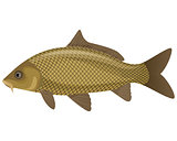 Carp fish