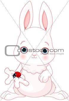 Cute Bunny Holds Lady Bug