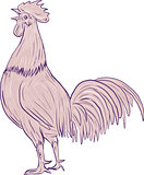 Chicken Rooster Crowing Side Drawing