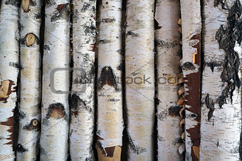 Birch logs fence. 