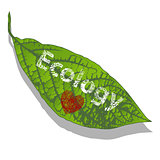 Love for ecology