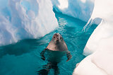 Crabeater seal in the water