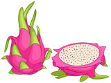 Dragon fruit vector illustration
