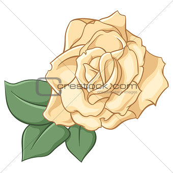 Beige rose on white background