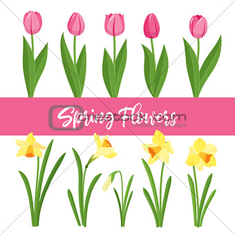 Spring flowers growing in the garden. Tulips and daffodils isolated on white background.