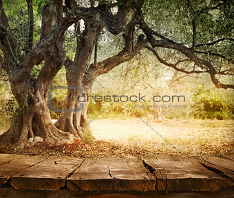 Olive tree with table