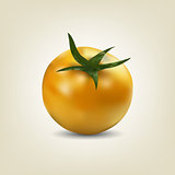 Photo realistic yellow tomato, vector illustration