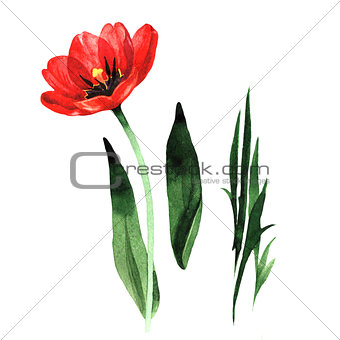 Wildflower tulip flower in a watercolor style isolated.