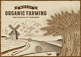 Wheat Organic Farming Landscape