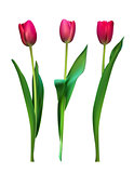 Realistic Vector Illustration Colorful Tulips . Not Trace. Pink 