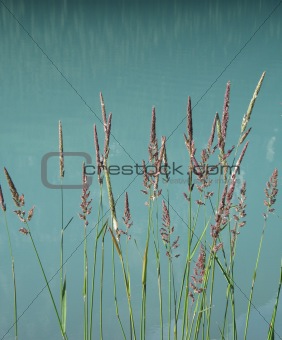 Reeds in a turquoise lake