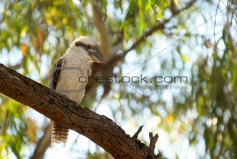 kookaburra in tree