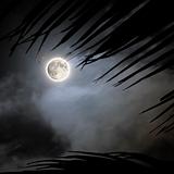 Tropical night - full moon