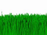 Background of Green Grass Against Blue Sky (macro focus)  300dpi