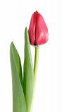 red tulip, isolated on white background