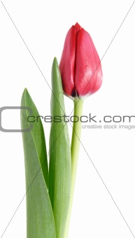 red tulip, isolated on white background
