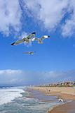 Seagulls Flying Over The Seashore