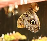 tropical owl butterfly