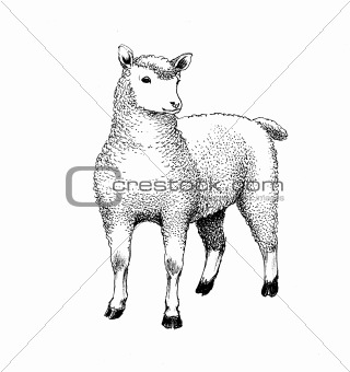 a young sheep for spring