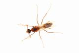 Flyer Ant