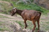 Goat grazes on mountain
