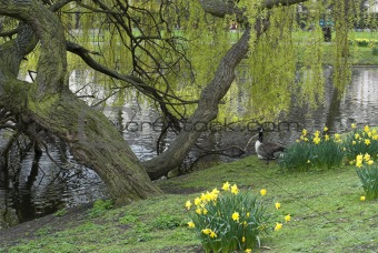 Springtime Geese