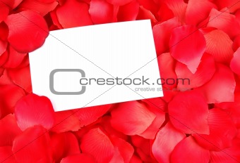 white card on a bed of rose petals