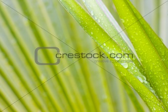 Leaves of a palmtree after the rain
