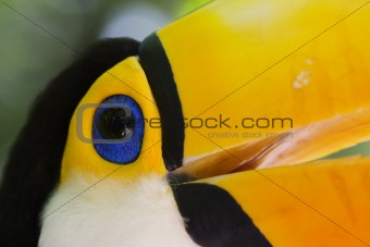 Close-up of a toucan