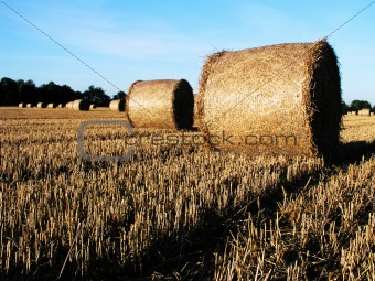 Hay rolls in a field at harvest time