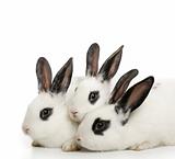 cute bunnies