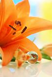 Orange lily close up