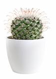 cactus about to bloom,, isolated