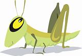 A grasshopper