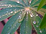 Close up of rain drops on a green leaf