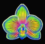 Psychedelic Orchid